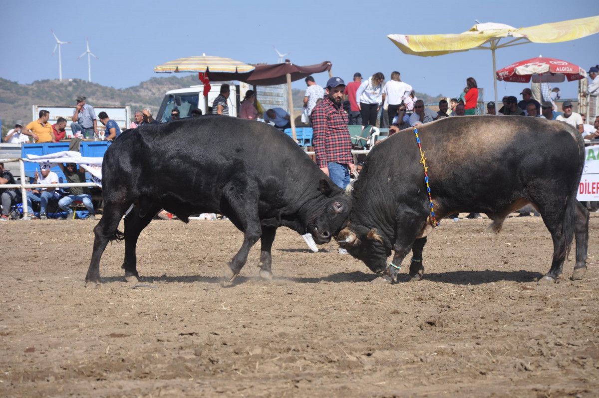 Muğla da boğa güreşleri yapıldı, hayvanseverler tepki gösterdi #1