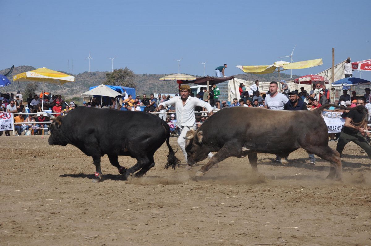 Muğla da boğa güreşleri yapıldı, hayvanseverler tepki gösterdi #5