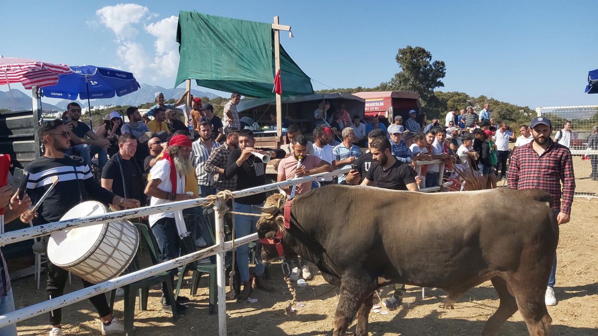 Muğla da boğa güreşleri yapıldı, hayvanseverler tepki gösterdi #8