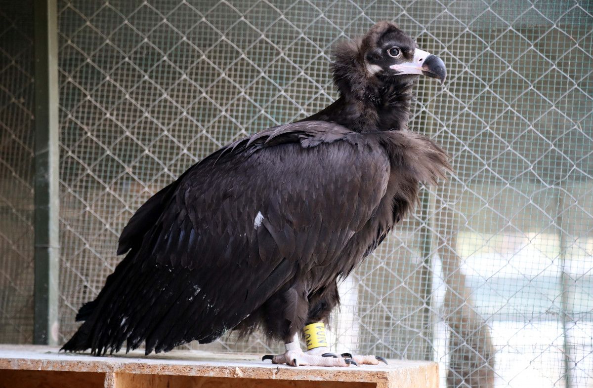 Antalya da bitkin bulunan kara akbaba doğaya salındı #3