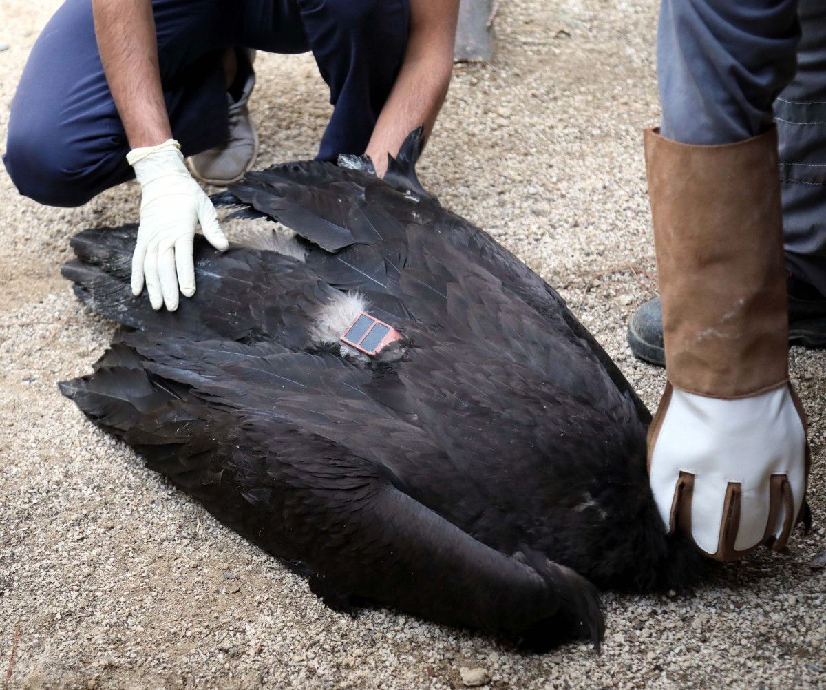 Antalya da bitkin bulunan kara akbaba doğaya salındı #4