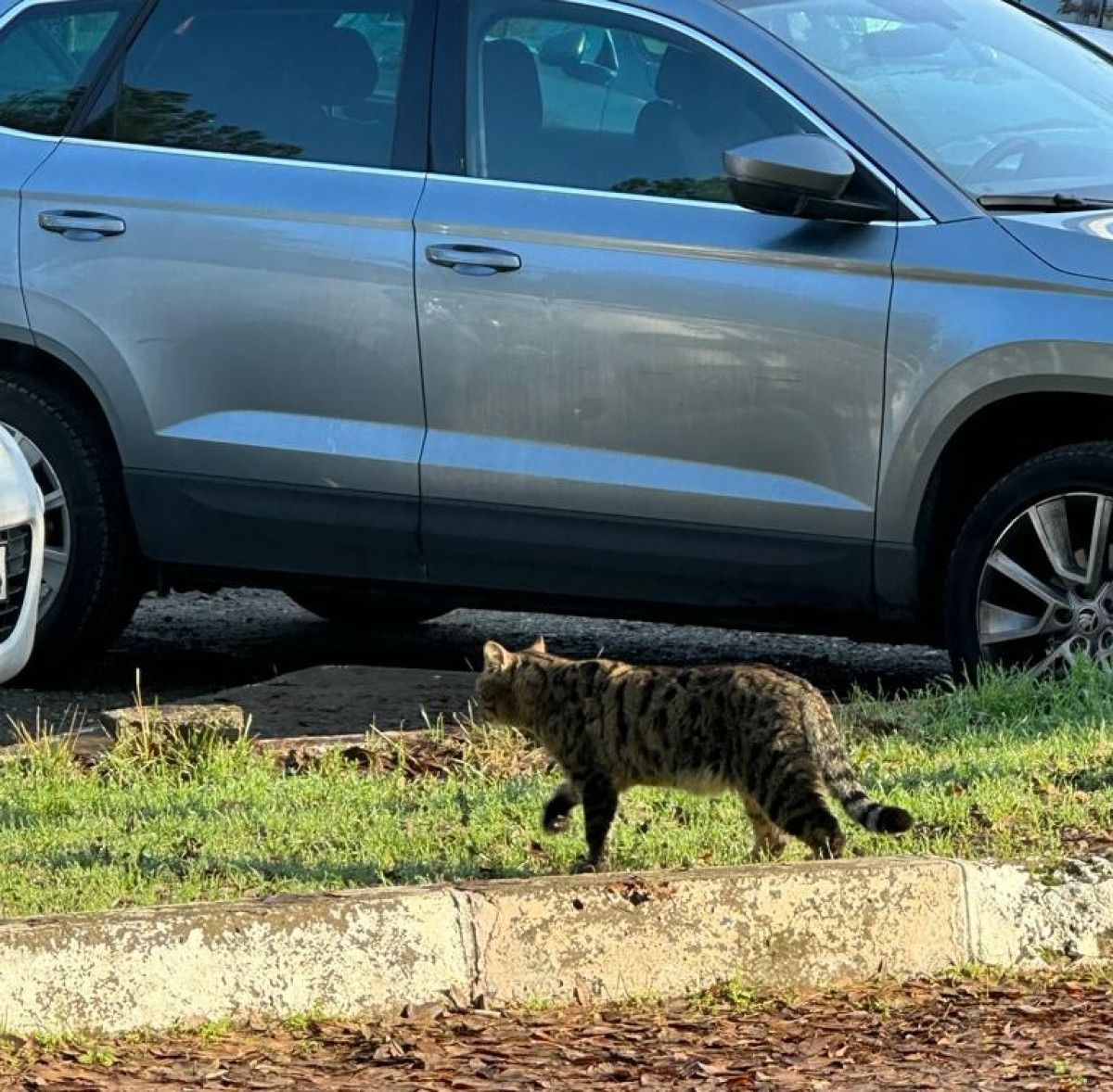 Dicle Üniversitesi nde nesli tehlikedeki yaban kedisi görüldü #1