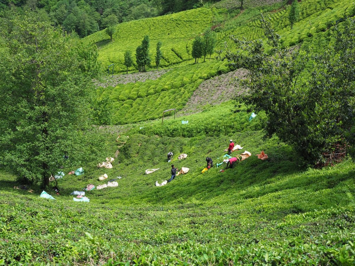  Türk çay kültürü  UNESCO Somut Olmayan Kültürel Miras Listesi ne girdi #7