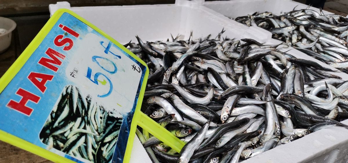 Uzmanlar uyardı: Karadeniz de hamsi avı en az 1 ay yasaklanmalı #2