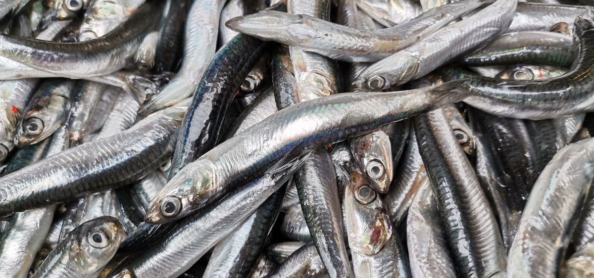 Uzmanlar uyardı: Karadeniz de hamsi avı en az 1 ay yasaklanmalı #1