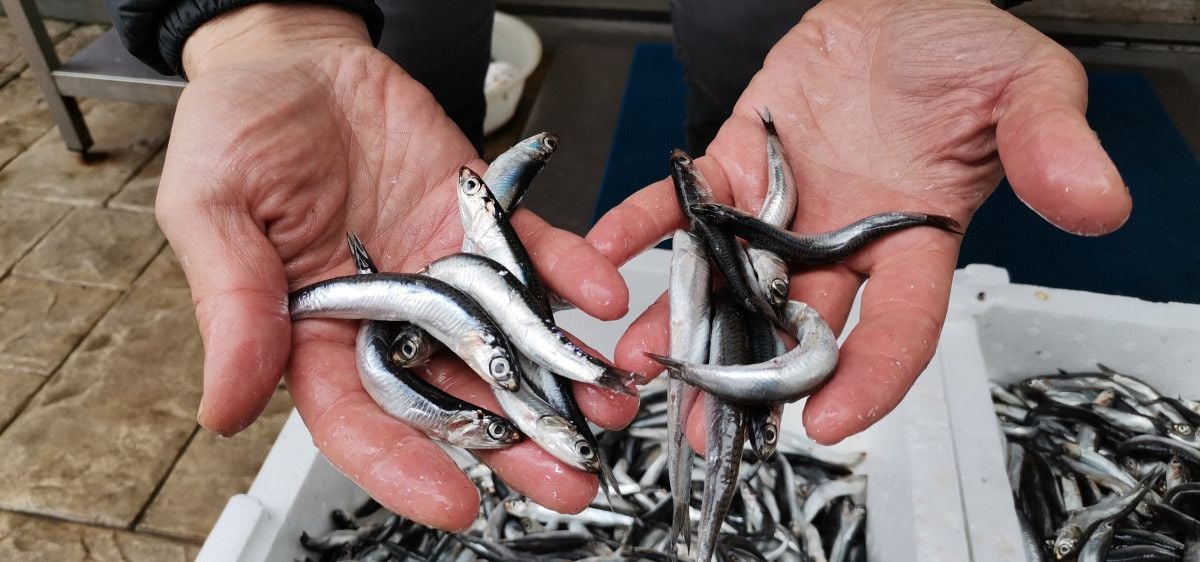 Uzmanlar uyardı: Karadeniz de hamsi avı en az 1 ay yasaklanmalı #3