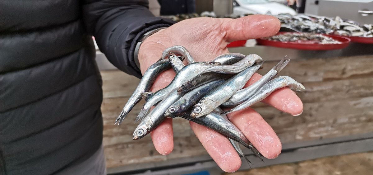 Uzmanlar uyardı: Karadeniz de hamsi avı en az 1 ay yasaklanmalı #4