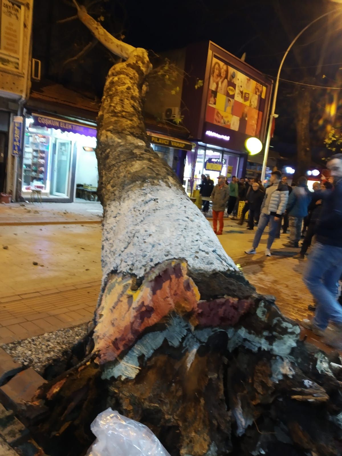 Bursa da 300 yıllık çınar ağacı iş yerinin çatısına devrildi #4