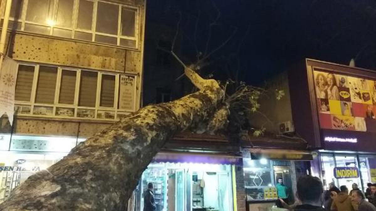 Bursa da 300 yıllık çınar ağacı iş yerinin çatısına devrildi #9