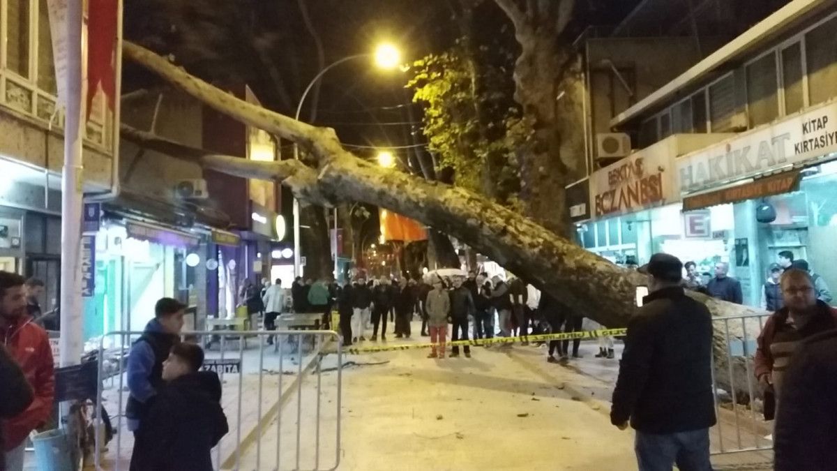 Bursa da 300 yıllık çınar ağacı iş yerinin çatısına devrildi #5