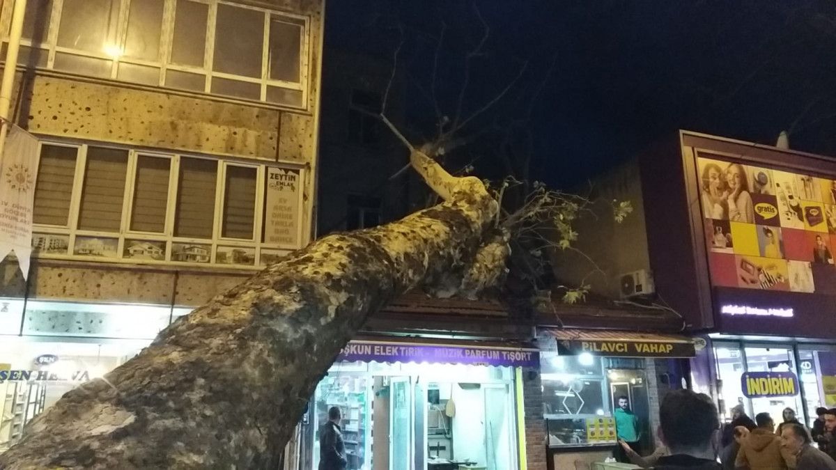 Bursa da 300 yıllık çınar ağacı iş yerinin çatısına devrildi #2