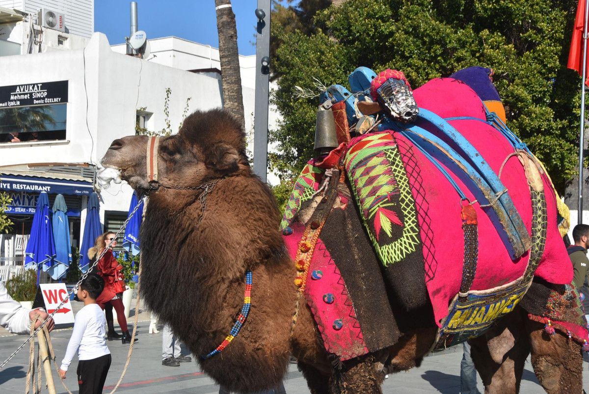 Bodrum daki turistler sokağa çıkan develerle fotoğraf çektirdi #7