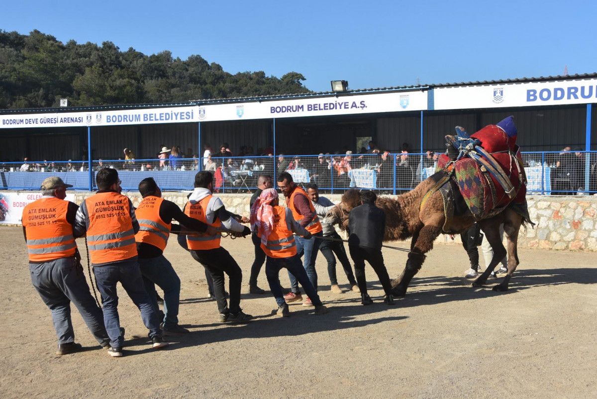 Bodrum da deve güreşi festivalinde renkli anlar #7