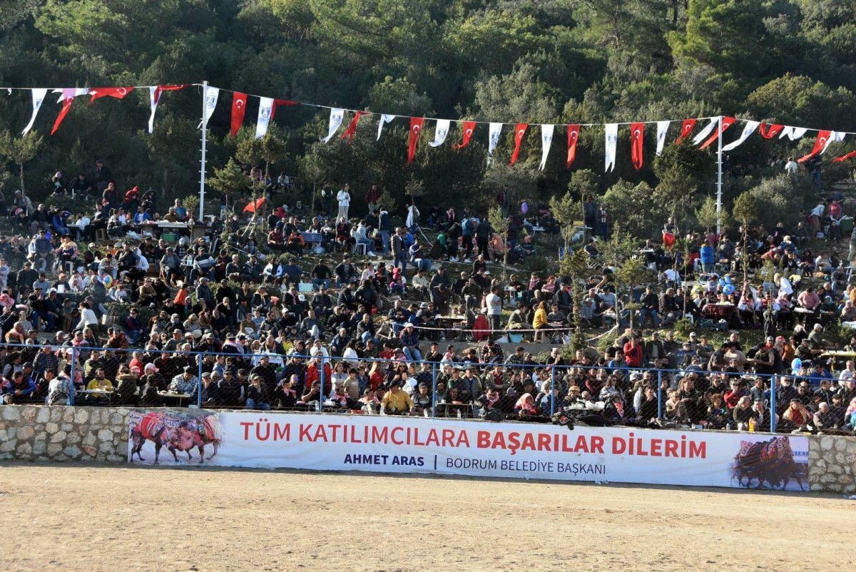 Bodrum da deve güreşi festivalinde renkli anlar #6