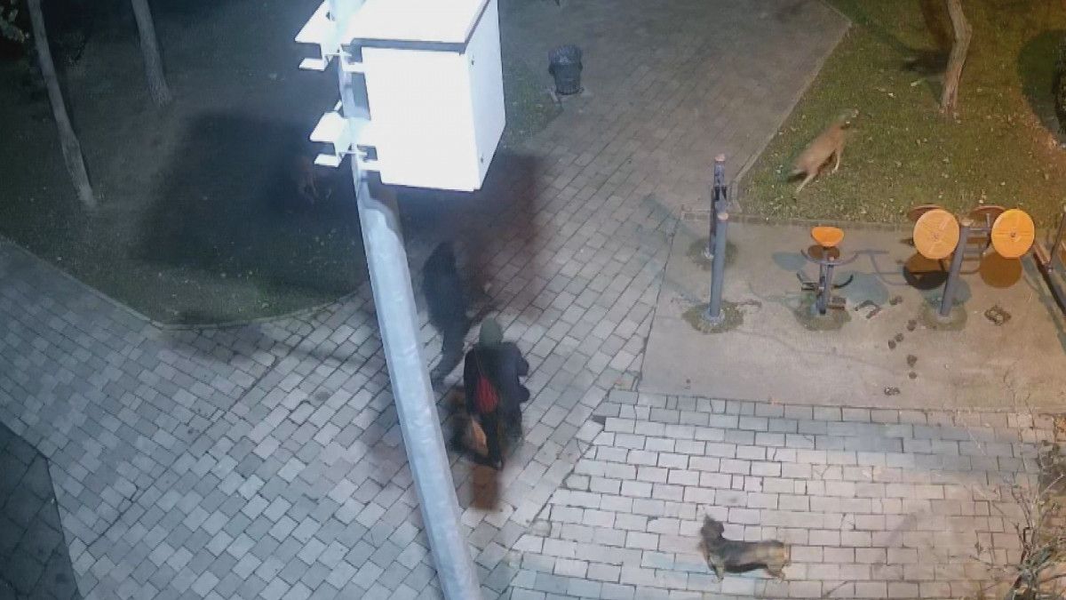 Ümraniye de sokak köpeklerine silahlı saldırıyı engelledi #2