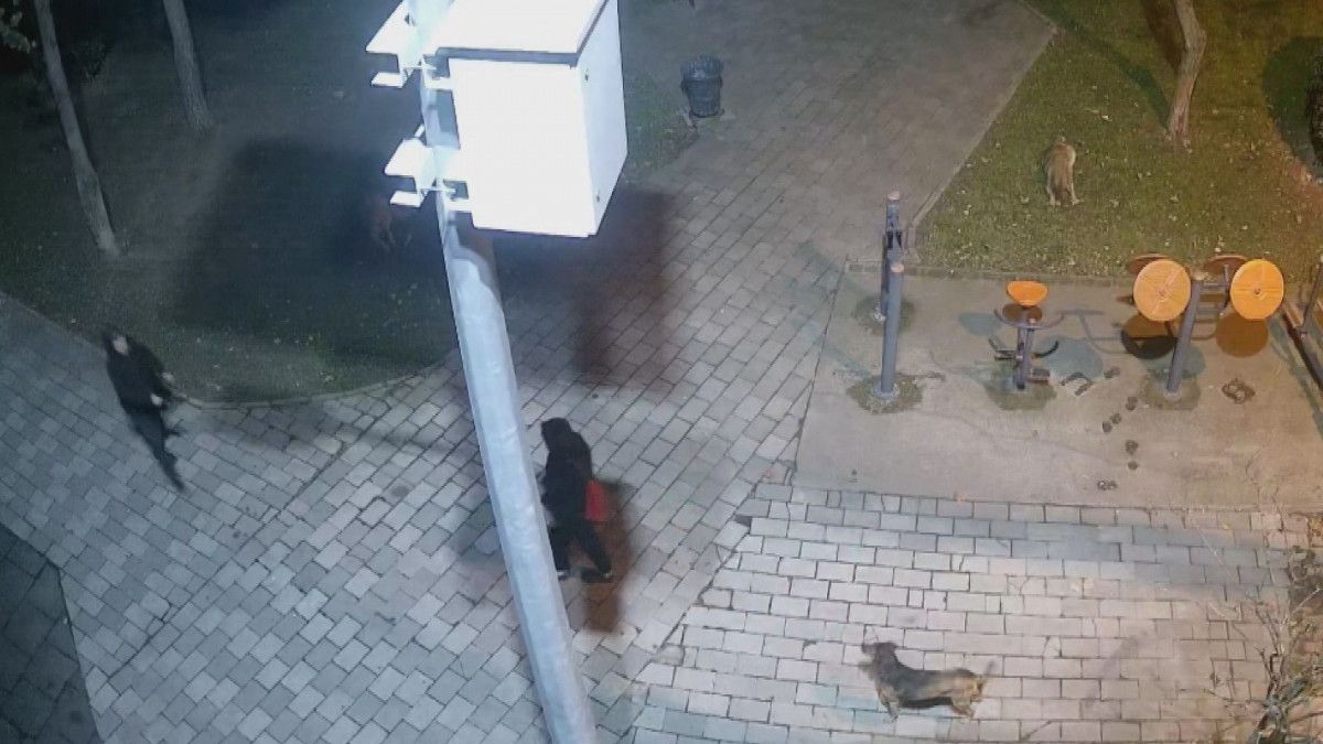 Ümraniye de sokak köpeklerine silahlı saldırıyı engelledi #3