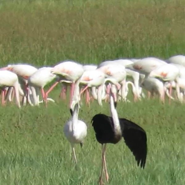Sultan Sazlığı Milli Parkı'nda siyah flamingo görüldü