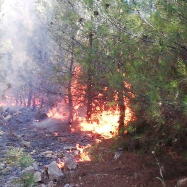 Şanlıurfa'da orman yangını