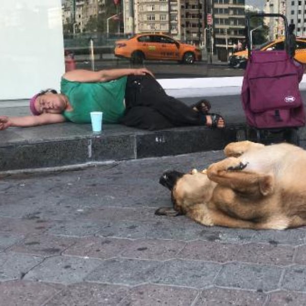 Taksim De Kopegin Vefasi Yalniz Birakmiyor