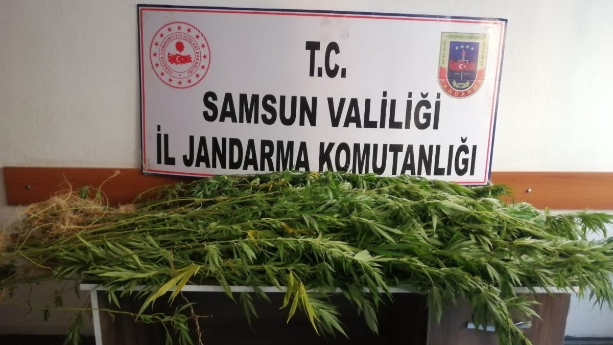 Samsun'da Jandarma 14 kök kenevir ele geçirdi