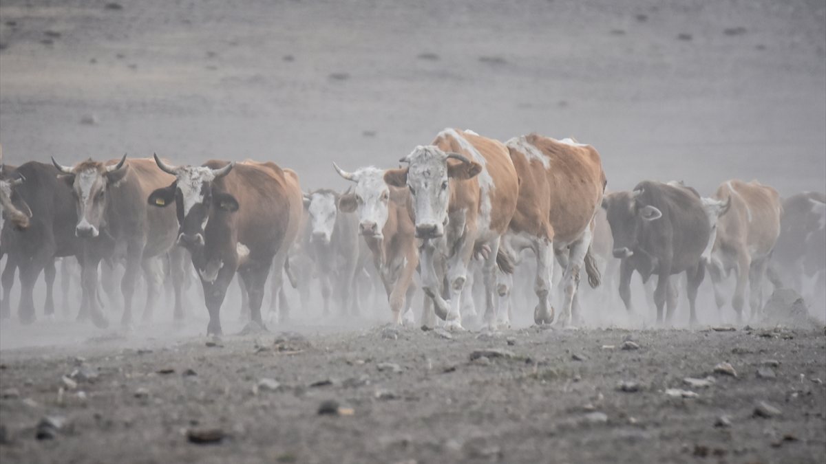 Kars'ta süt ineklerinin tozlu yolculuğu görüntülendi