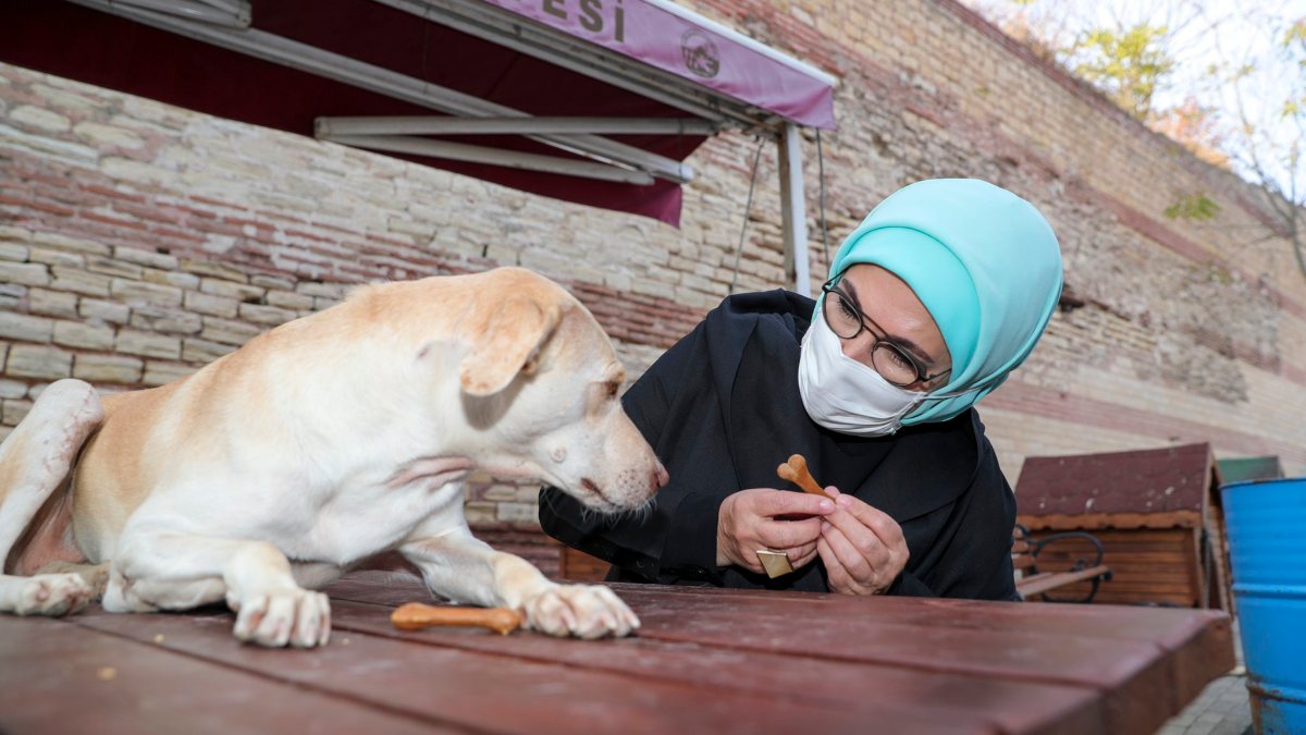 Engelli köpek 'Leblebi'yi Emine Erdoğan sahiplendi