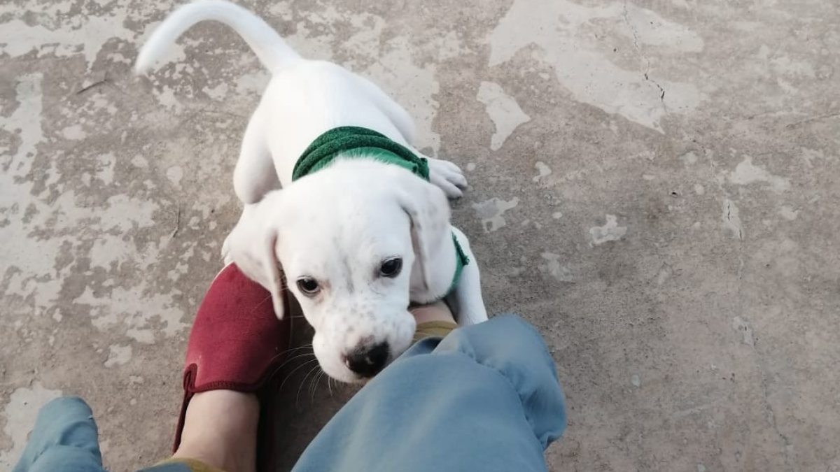 Bursa'da köpeğin kaçırılma anı