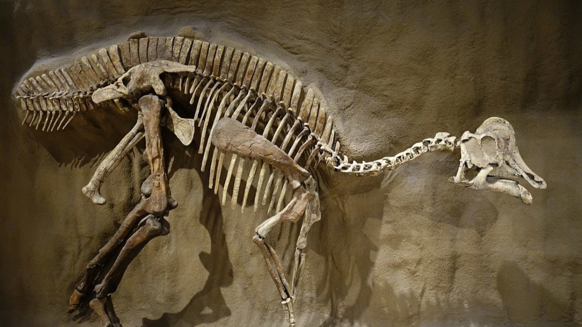 Fossils of largest land animal ever found