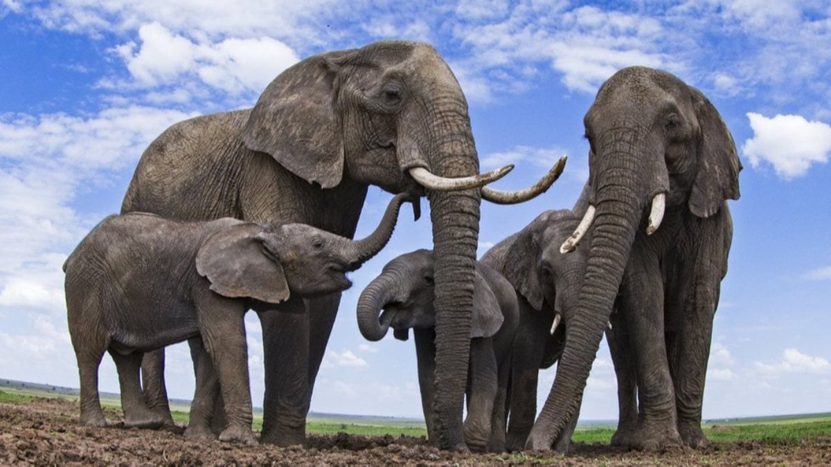 Artificial intelligence system that can detect elephants from space