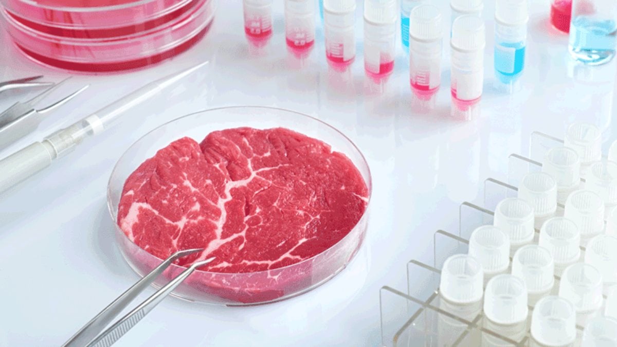 Scientists produced meat from muscle and fat in a laboratory environment