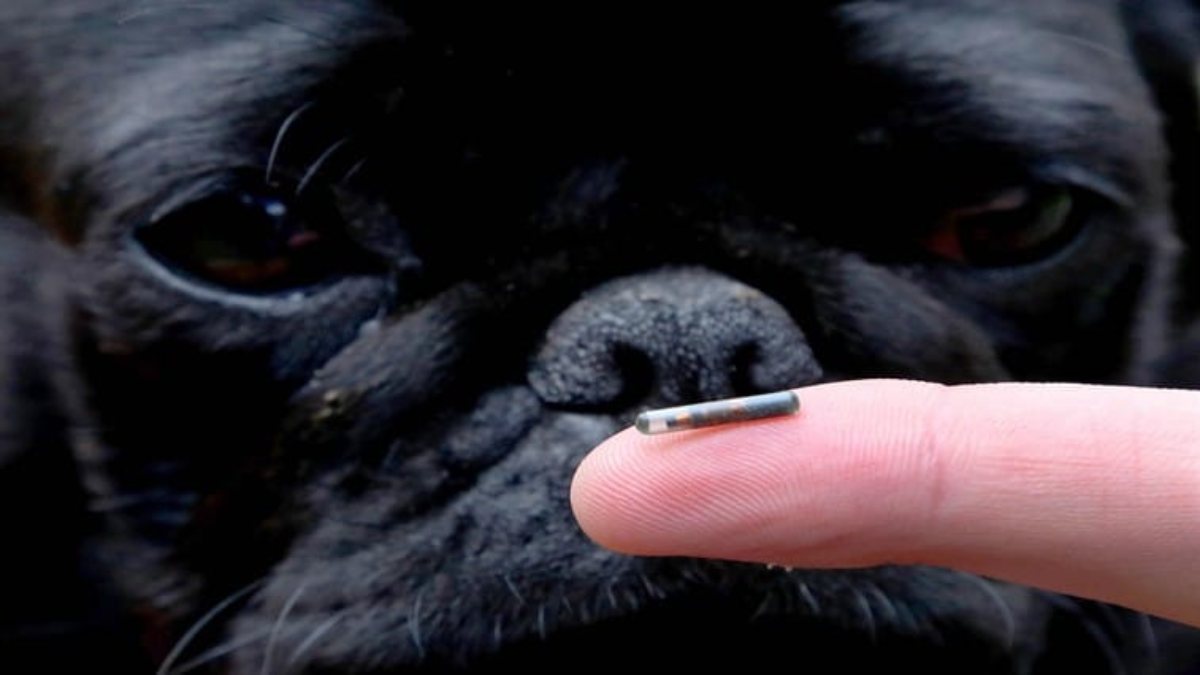 Evcil Hayvanlara Cip Nasil Takilir Pet Mikrocip Zorunlu Mu Fiyati Ne Kadar
