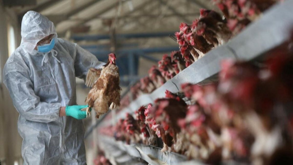 Bird flu epidemic in Japan spread to another province