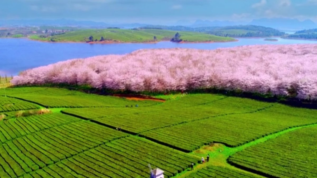 Wonderful cherry tree scenery in China