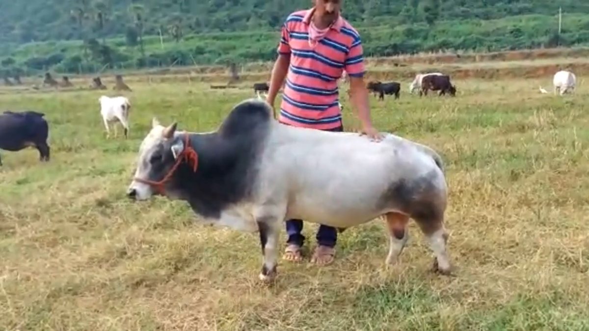 World’s shortest cattle going extinct in India