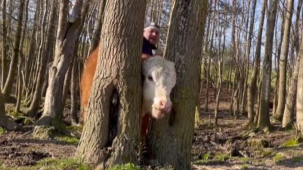 Calf stuck in tree with head rescued in USA