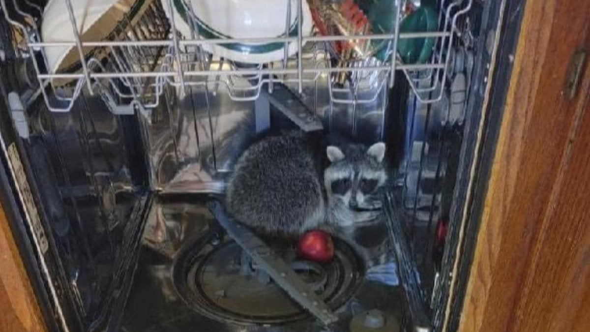 The raccoon that entered the house in the USA was caught while sleeping