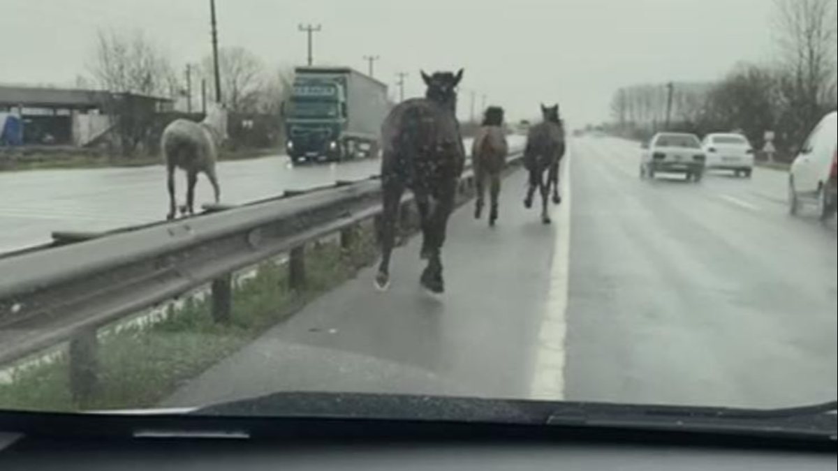 Sakarya'da çiftlikten kaçan atlar, karayolunda dört nala koşturdu