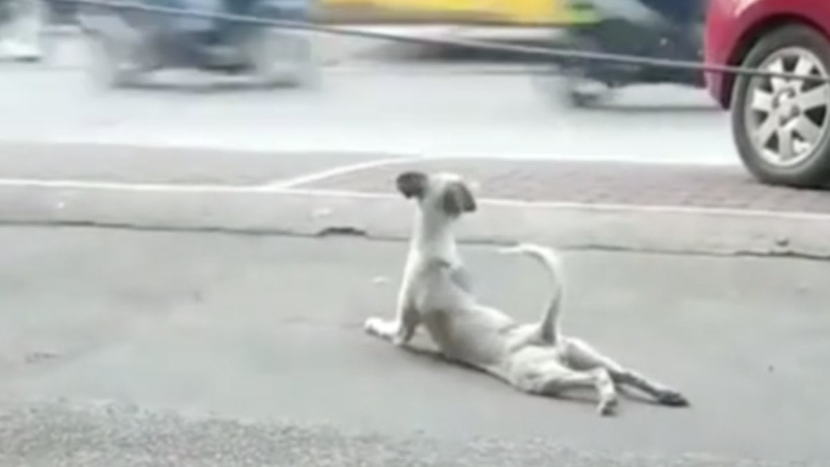 Dog pretending to be disabled is on camera in the Philippines