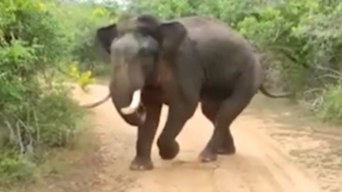 Elephant chases tourists in Sri Lanka