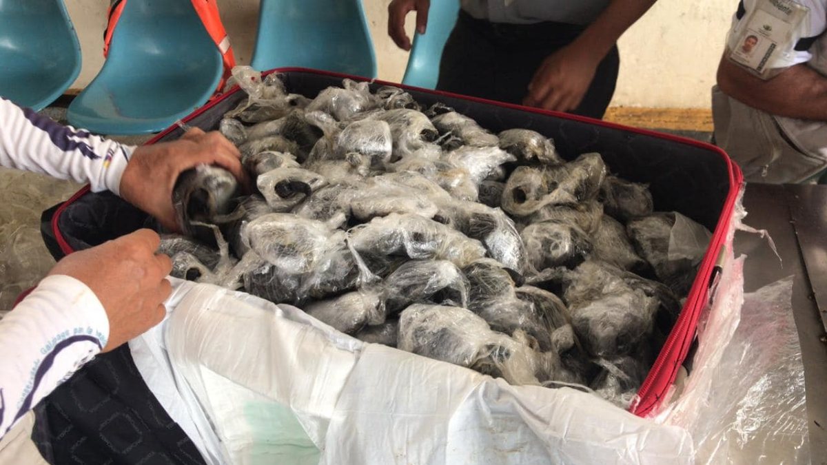 Baby turtles found in suitcase in Ecuador