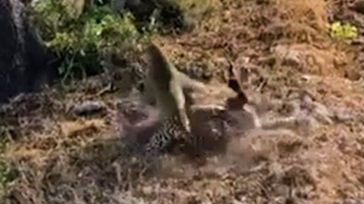 Two leopards fighting for food in Kruger National Park