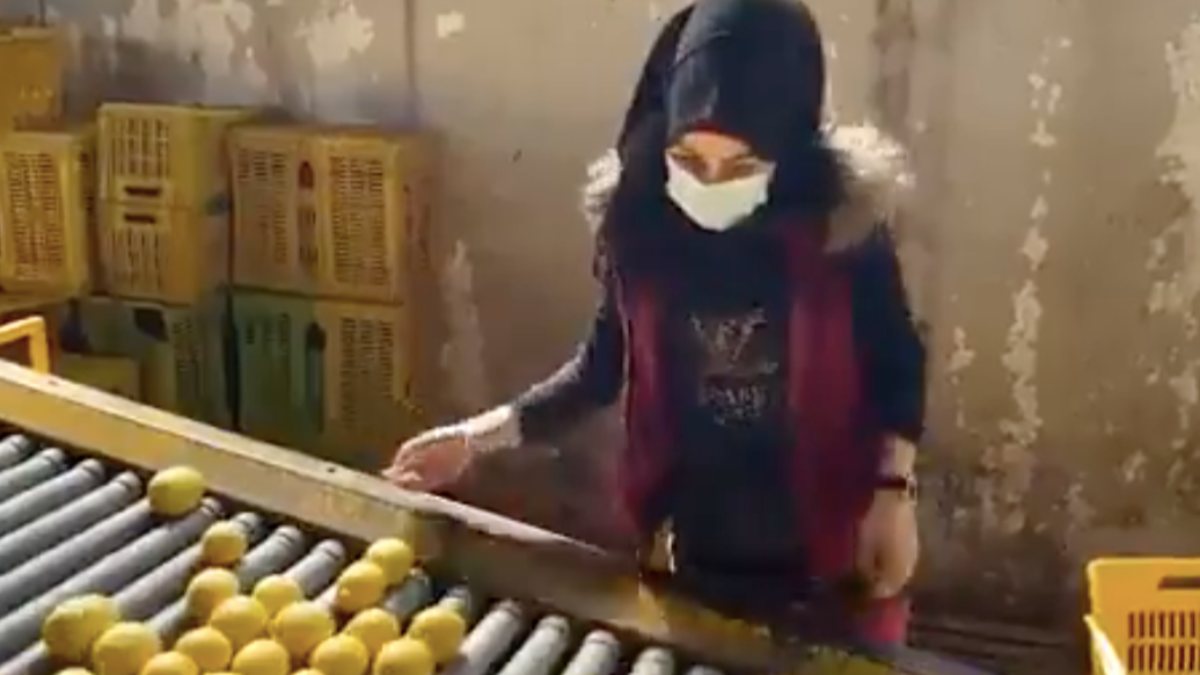 Russia begins to buy citrus from Syria