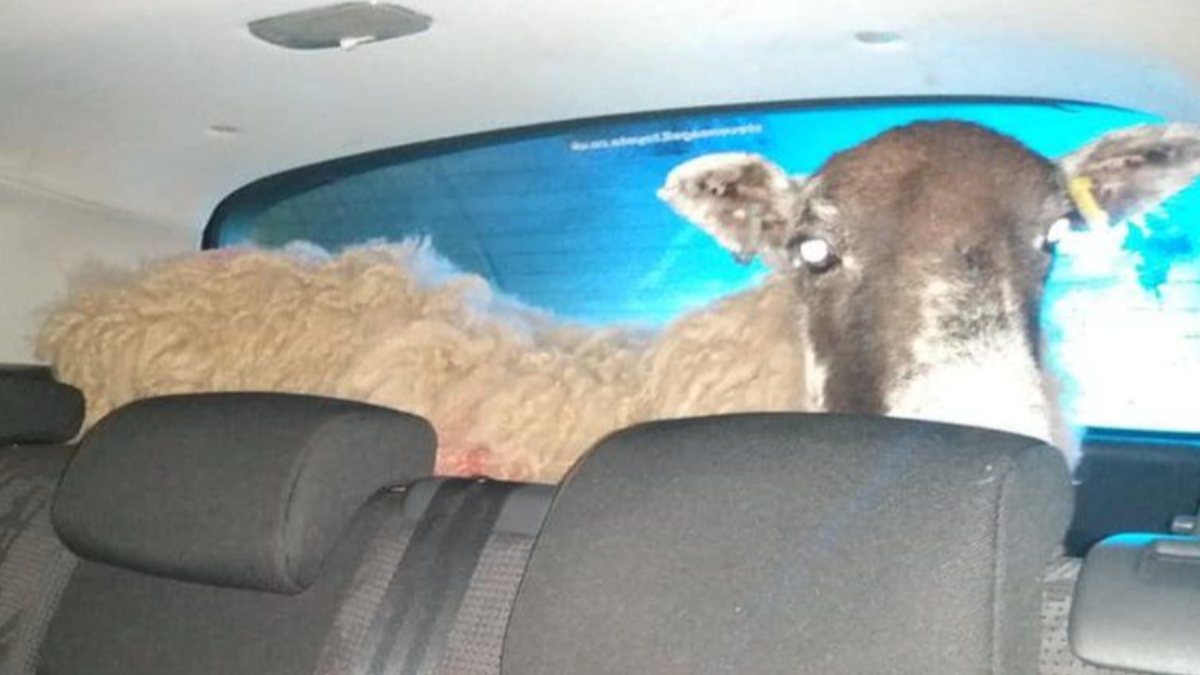 Sheep found in the trunk of a car in England