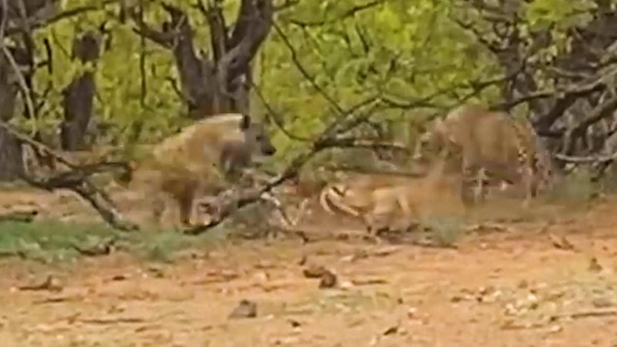 Leopard lost impala to hyena