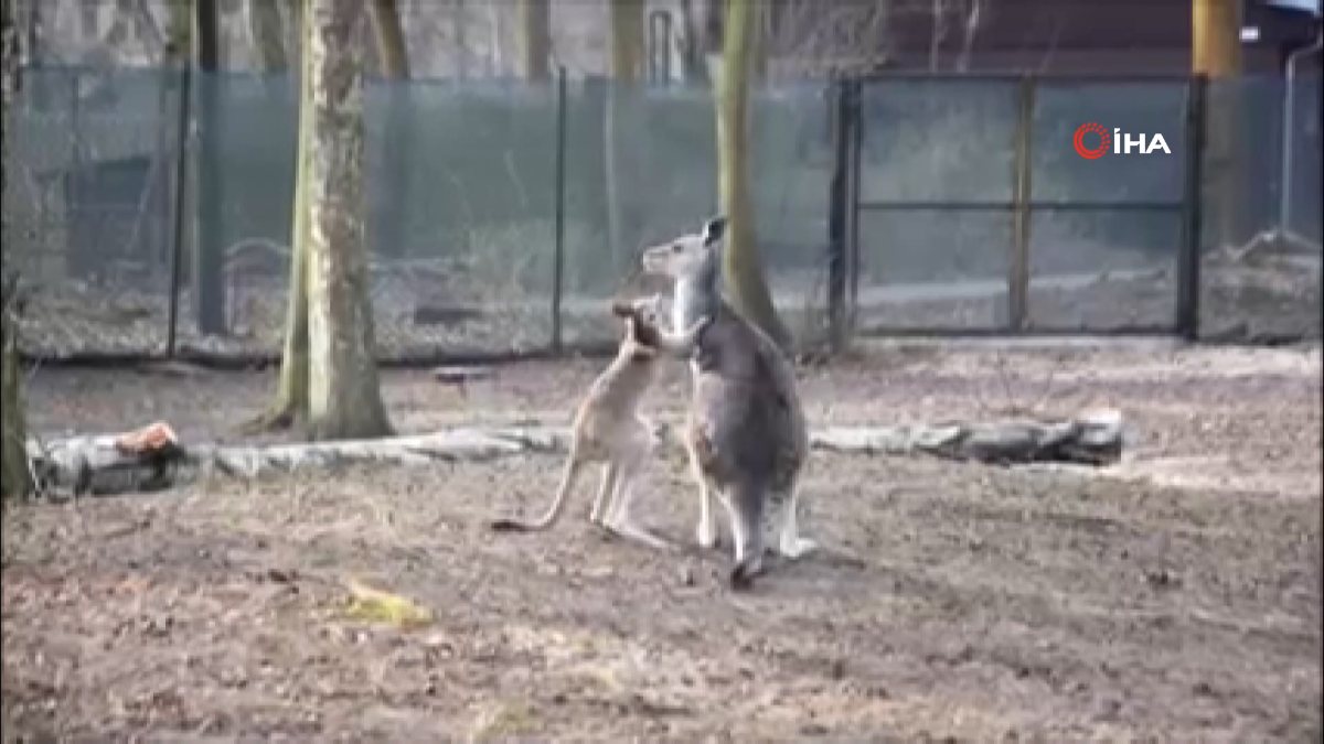 Kangaroo separated from its mother’s pouch in Poland became the center of attention