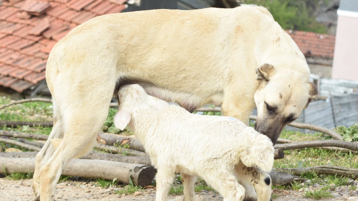 Bursa'daki çoban köpeği, kuzuya süt anneliği yapıyor