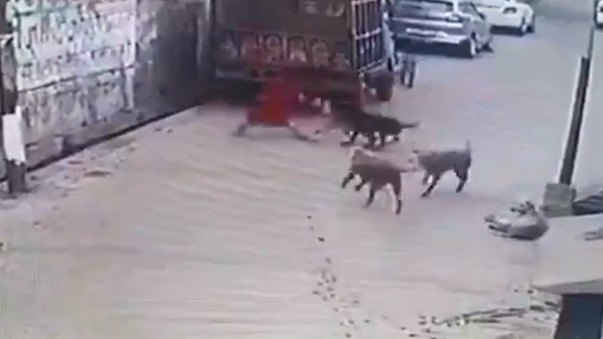 Street dogs attacked little girl in India