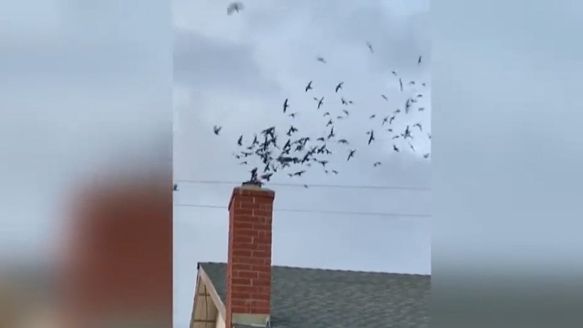 Thousands of migratory birds raided American family’s home