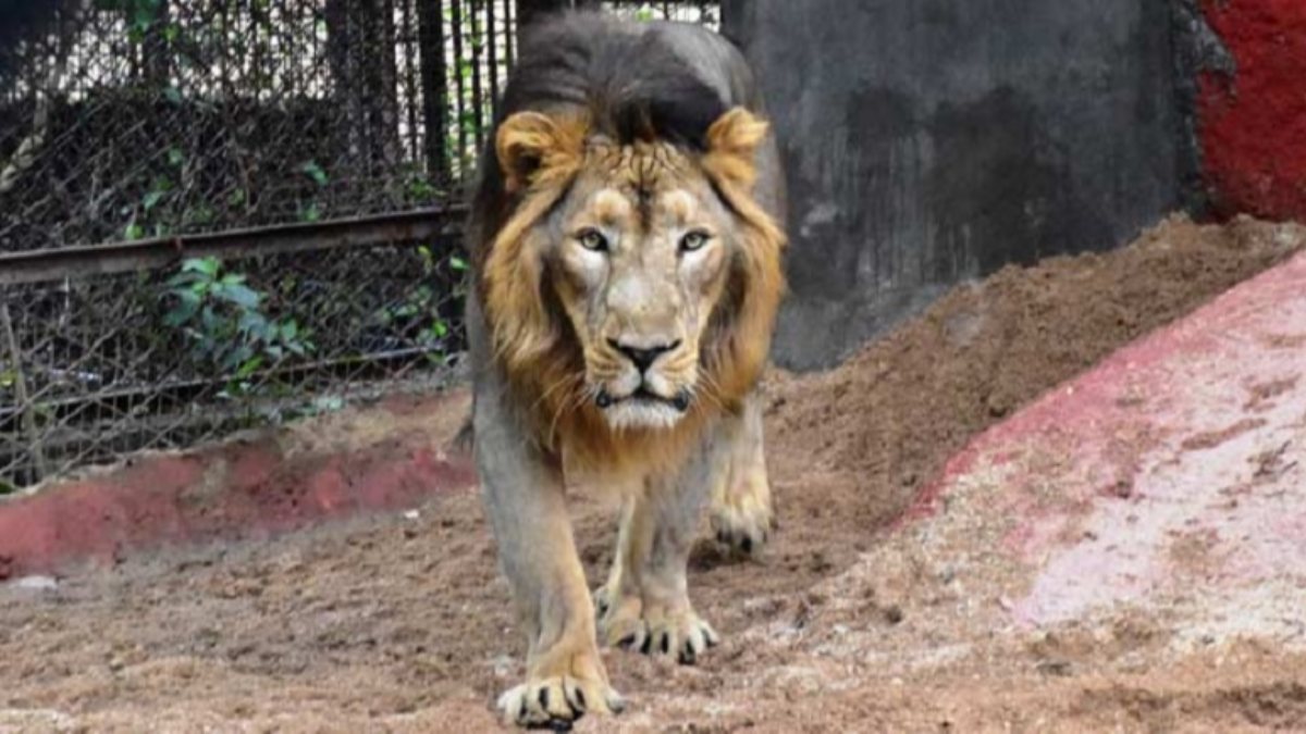8 lions caught coronavirus in India
