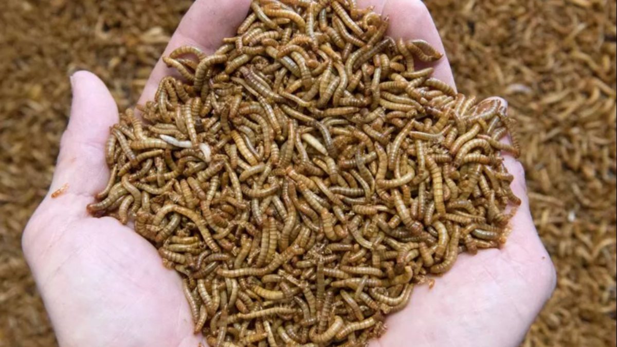European Union approves insect larva as food